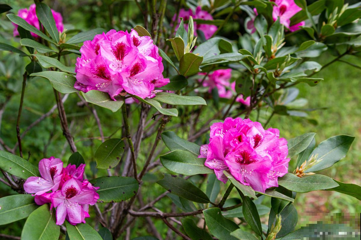 种植杜鹃花用什么土壤