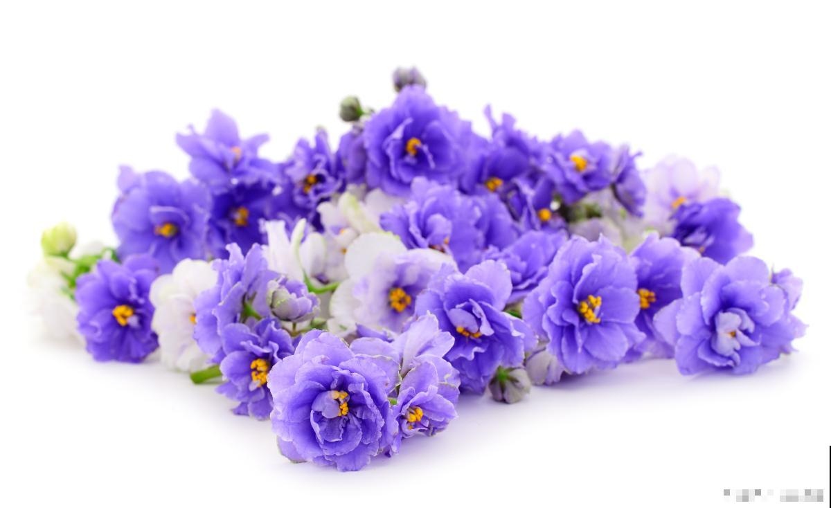 病虫害少的花卉有哪些 病虫害少的花卉有哪些