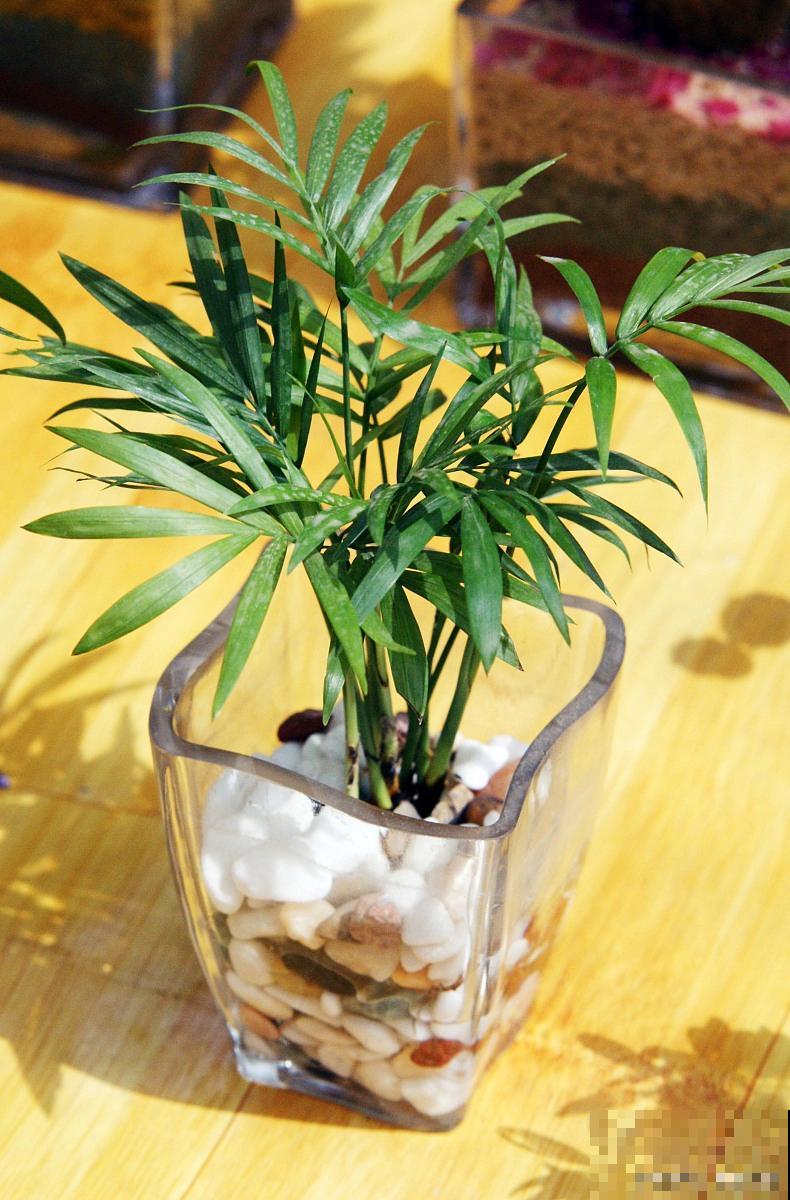 袖珍椰子剪的只剩根部春天还发吗