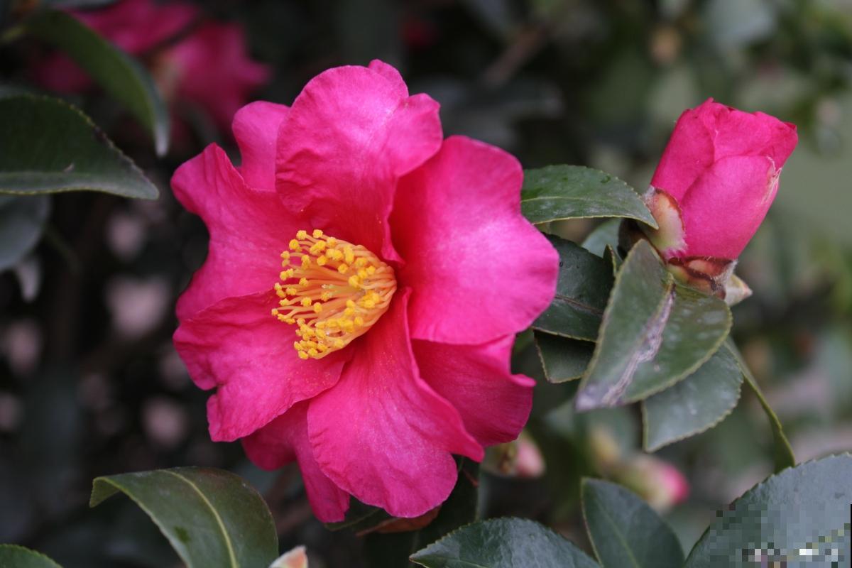 茶花用什么砧木嫁接