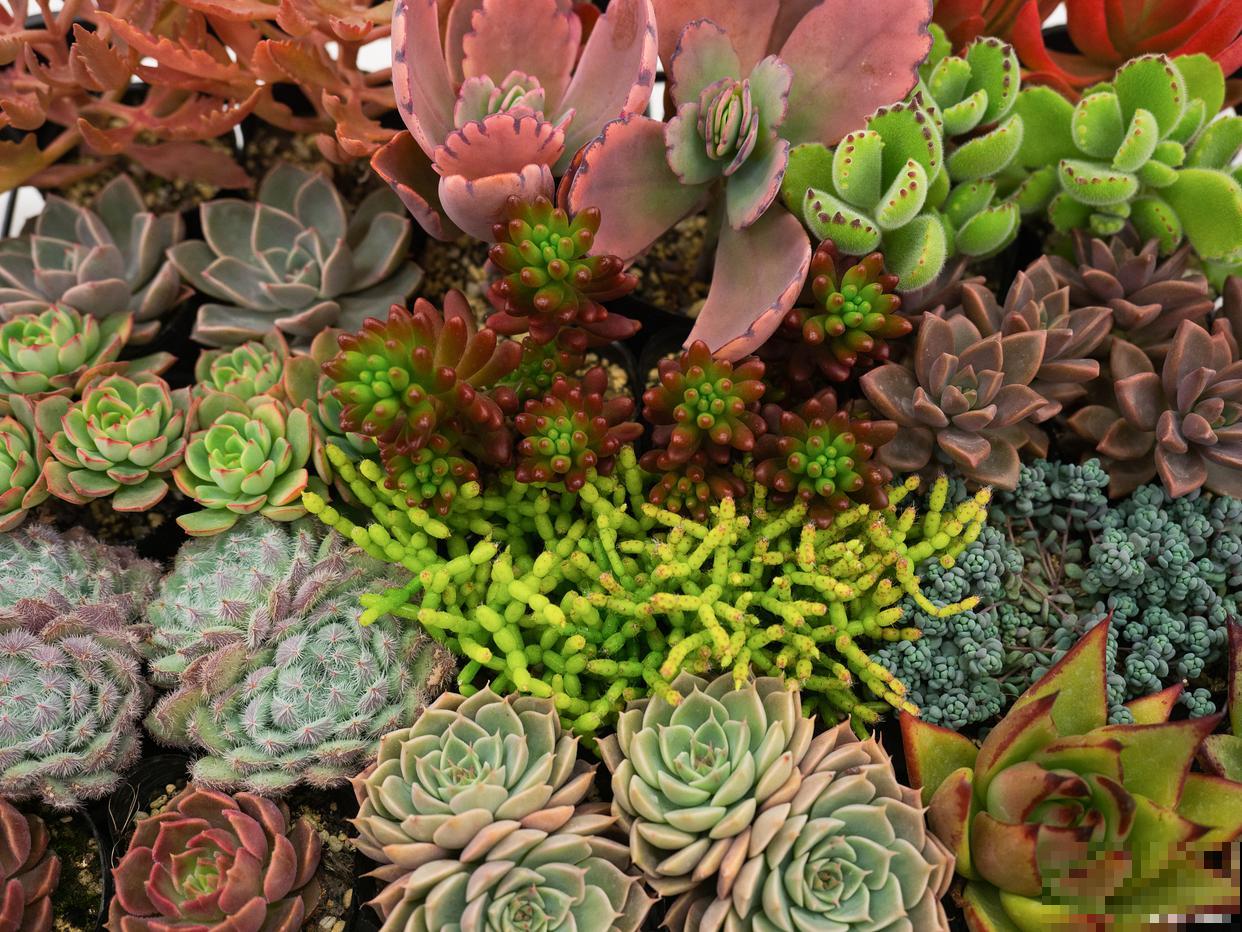 多肉植物叶子发黄是什么原因