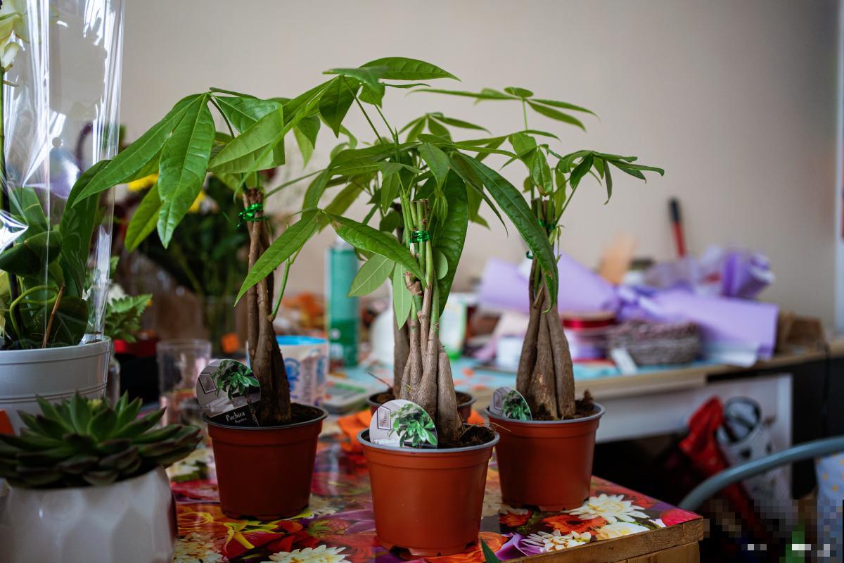 发财树的叶子出现黄褐斑怎么办