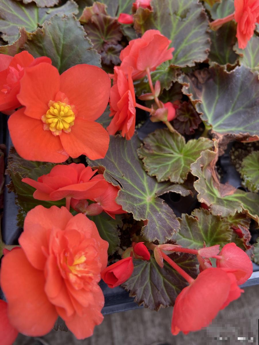 四季海棠怎么养殖方法和注意事项