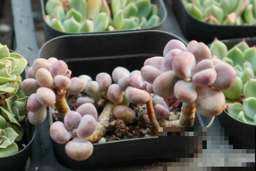 桃蛋变绿了，要想养好看，这3点要知道