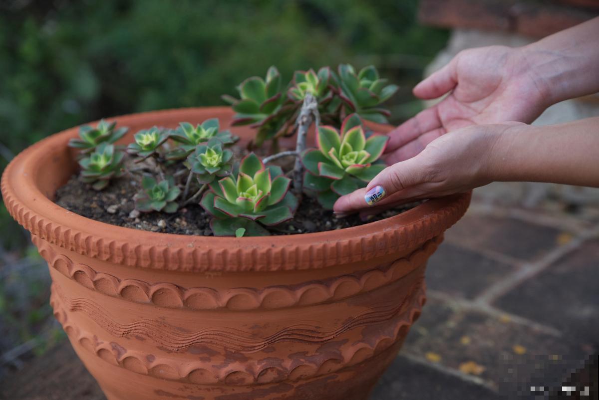 多肉为什么要修根