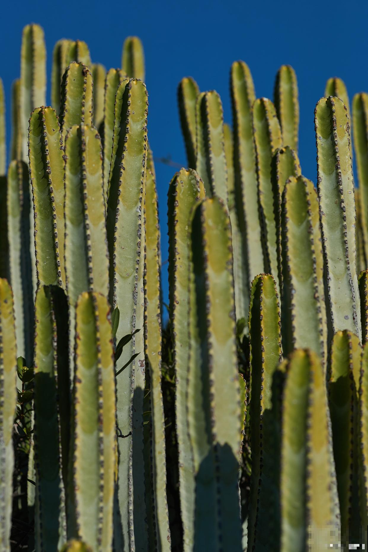 量天尺怎么浇水？