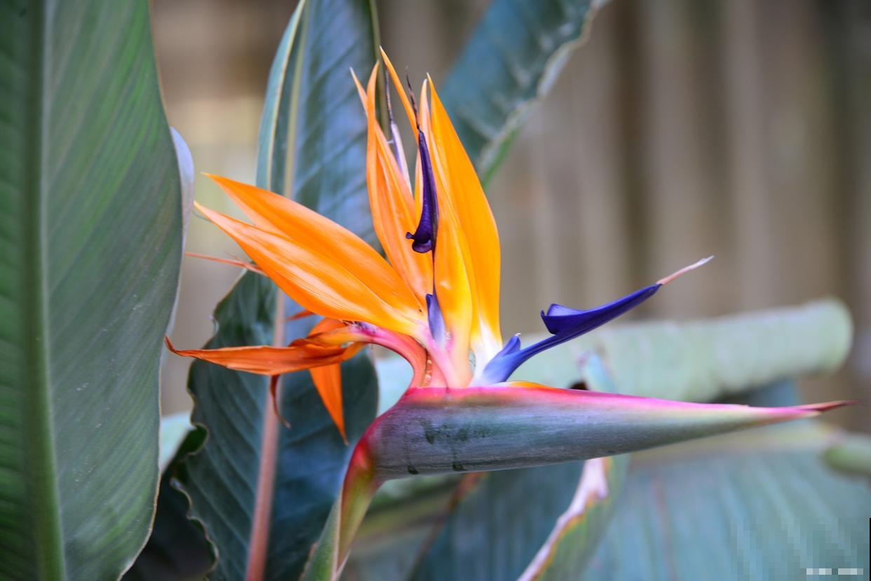 天堂鸟移栽注意事项