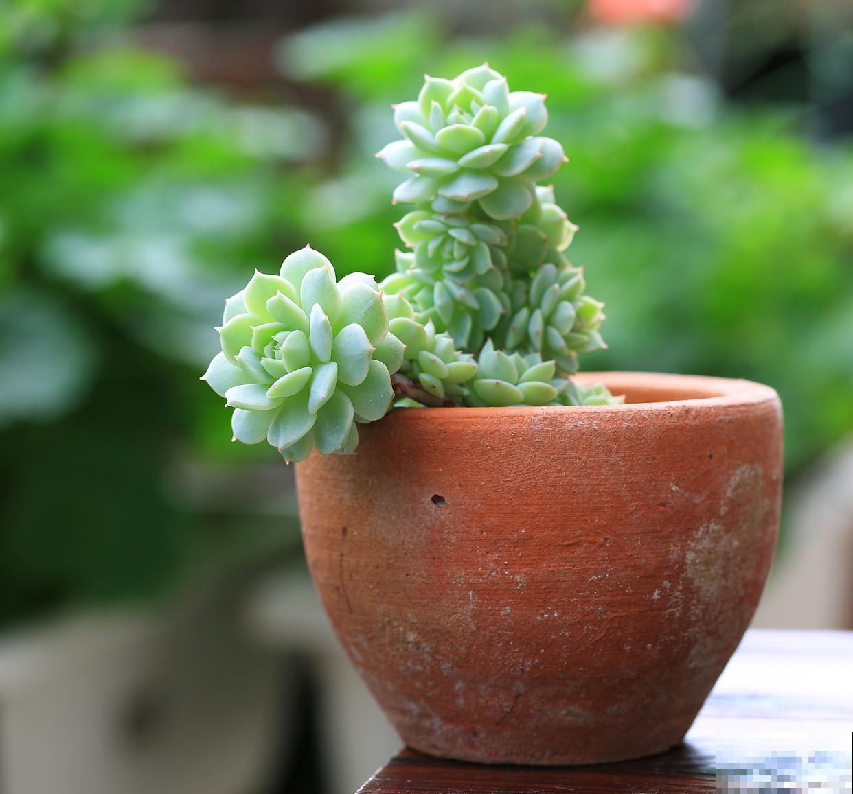 多肉浇透水后会烂根吗？