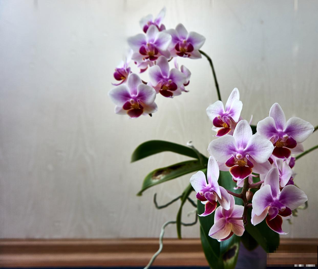 蝴蝶兰的根和花剑的区别