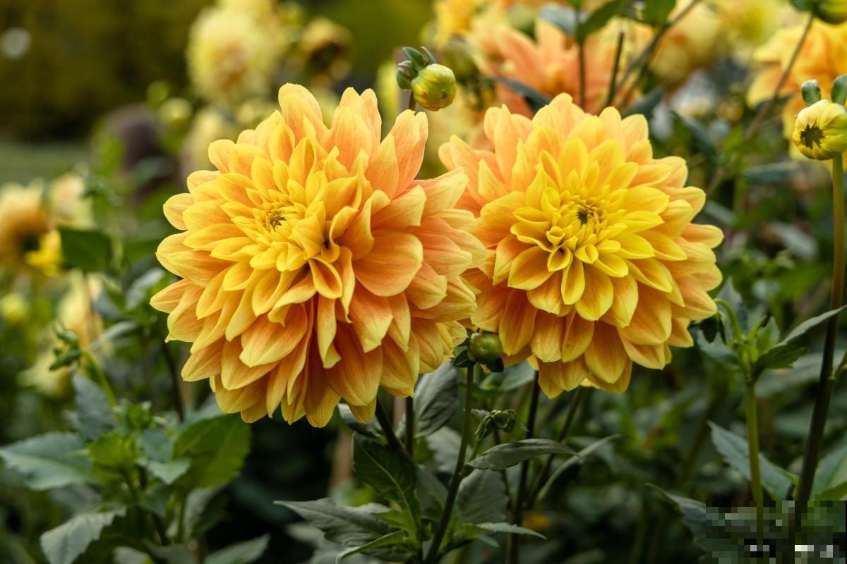 大丽菊花什么时候开花 大丽菊花什么时候开花