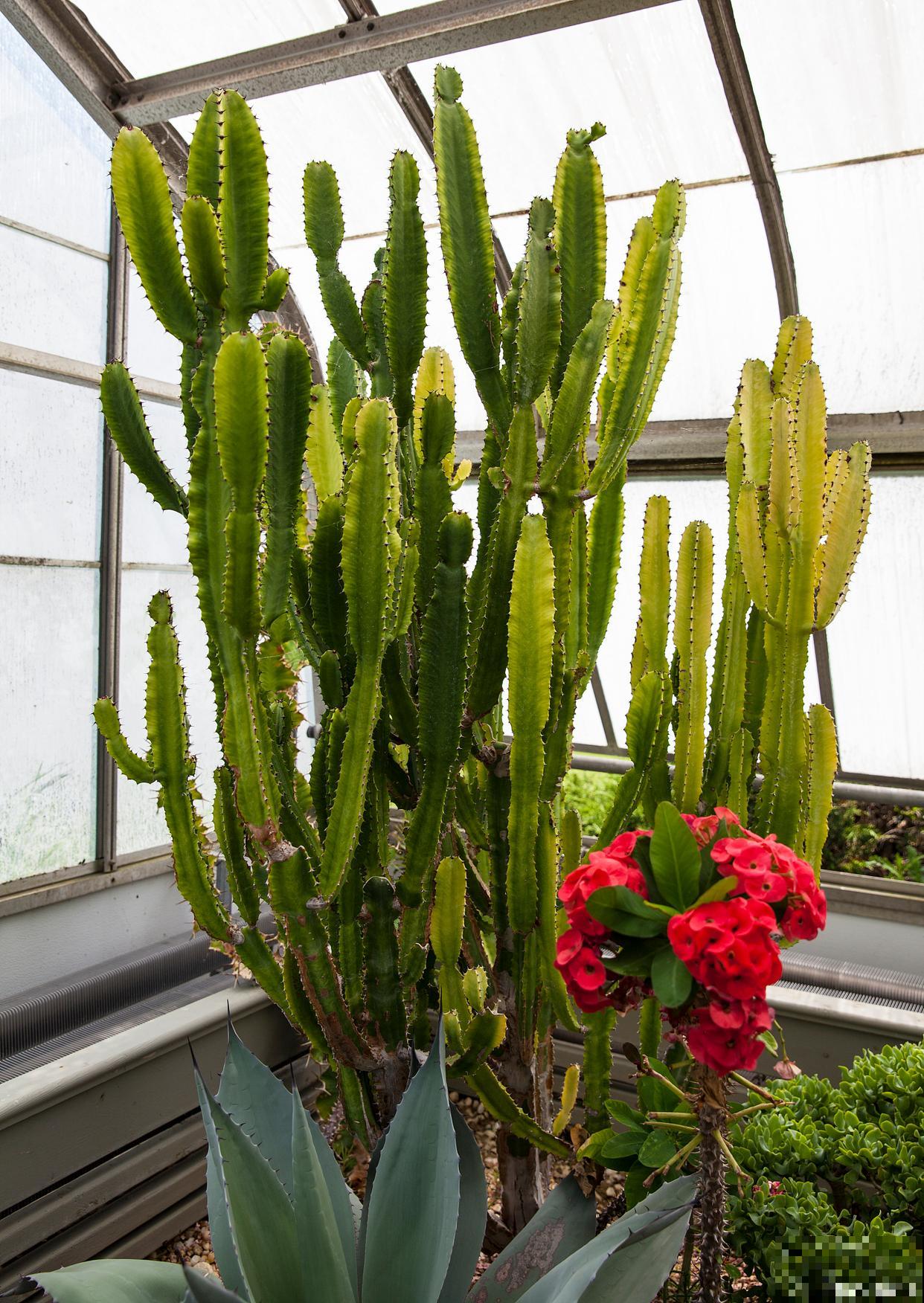 仙人指花蕾期怎么浇水 仙人指花蕾期怎么浇水