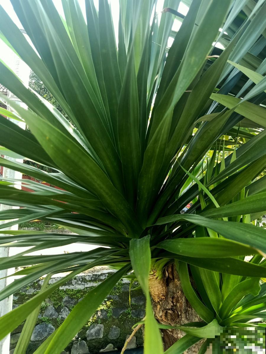 龙须树怎么养才能更绿