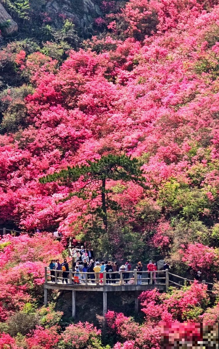 野生映山红怎么繁殖
