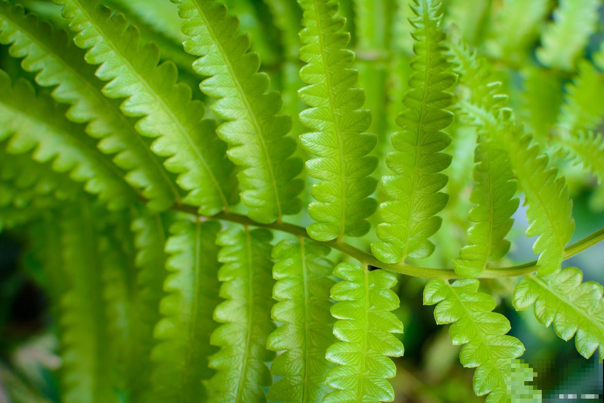 怎么给植物消毒? 怎么给植物消毒?