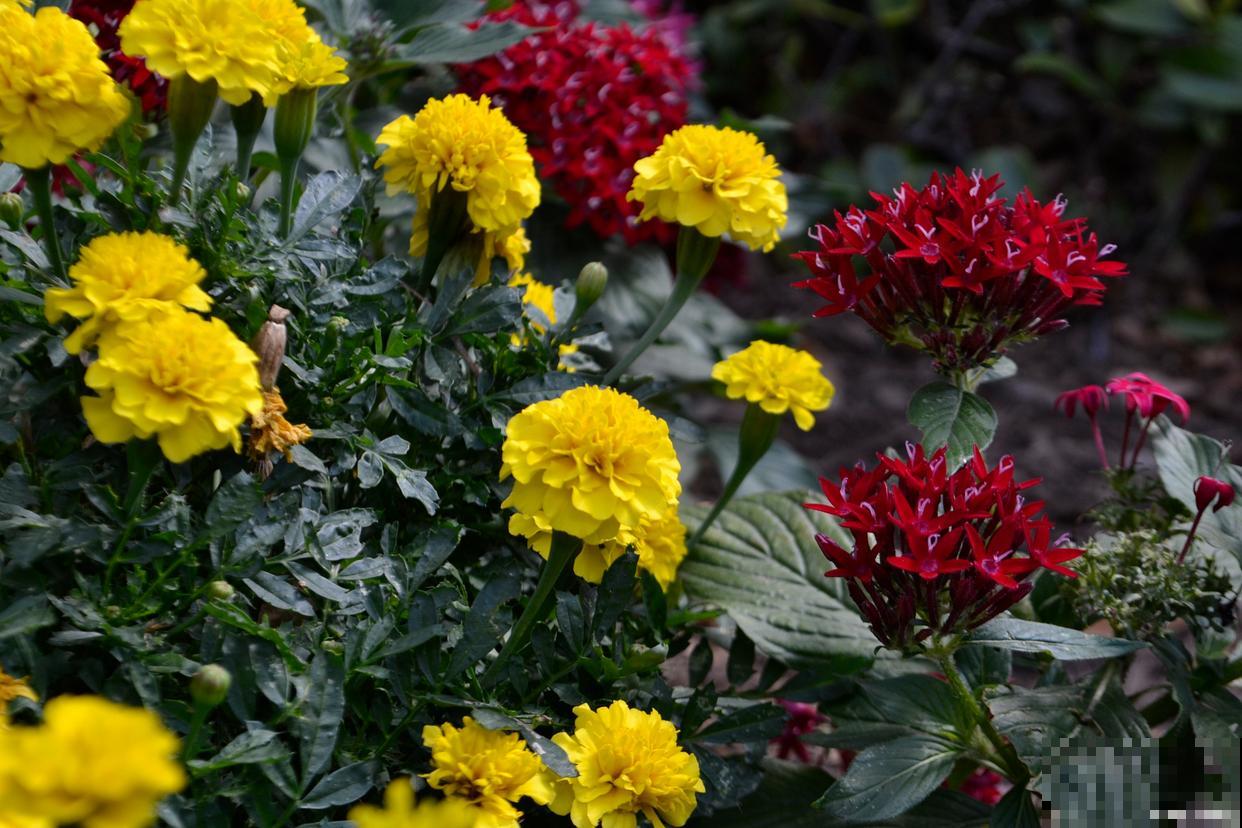 长寿菊花怎么养? 长寿菊花怎么养?