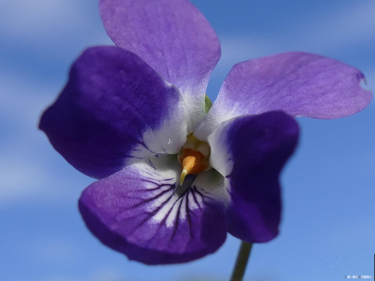 适合春天养的花？