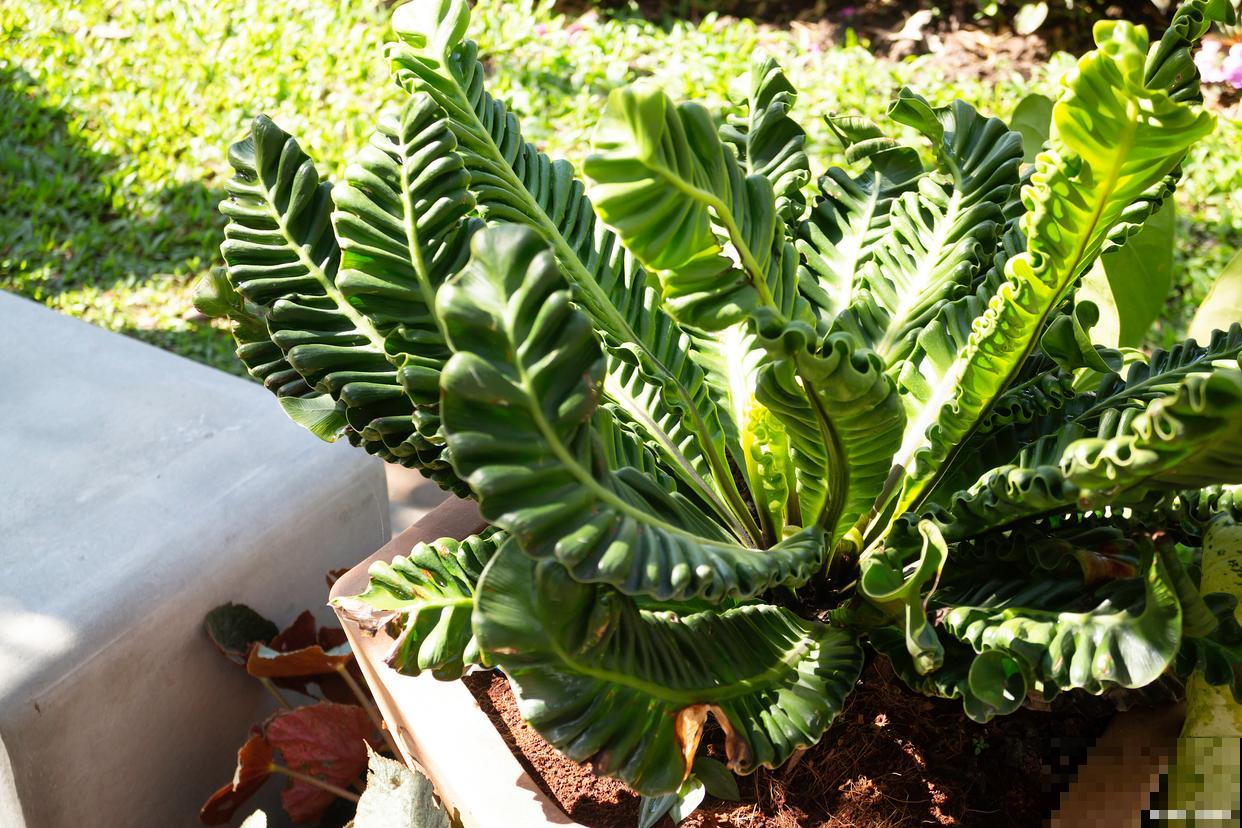 龙骨树怎么养殖? 龙骨树怎么养殖?