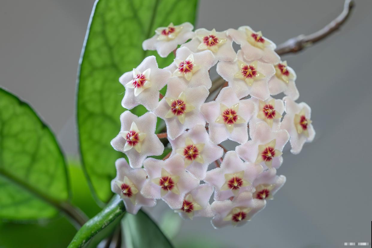 球兰怎么种植的？