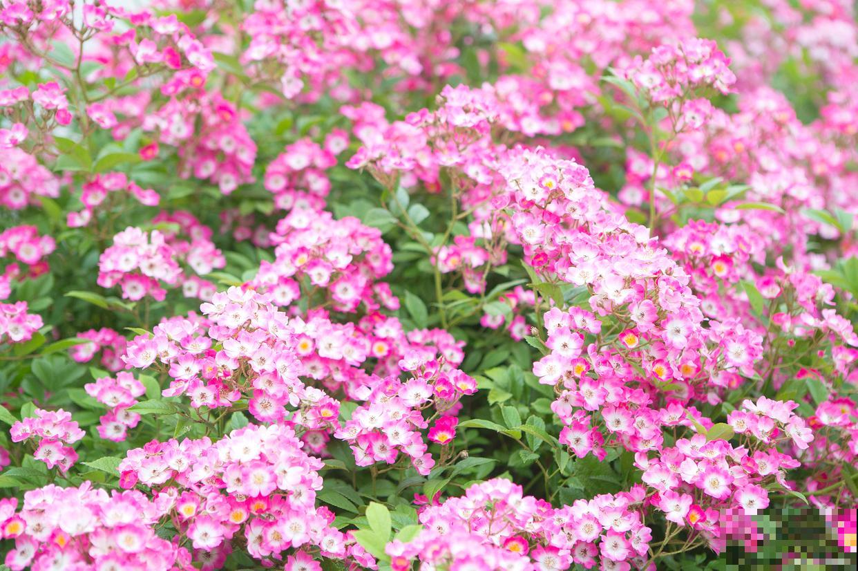 福禄考花期多久? 福禄考花期多久?