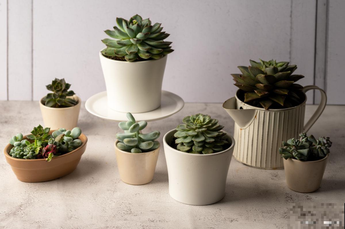 多肉植物叶子发黄是什么原因