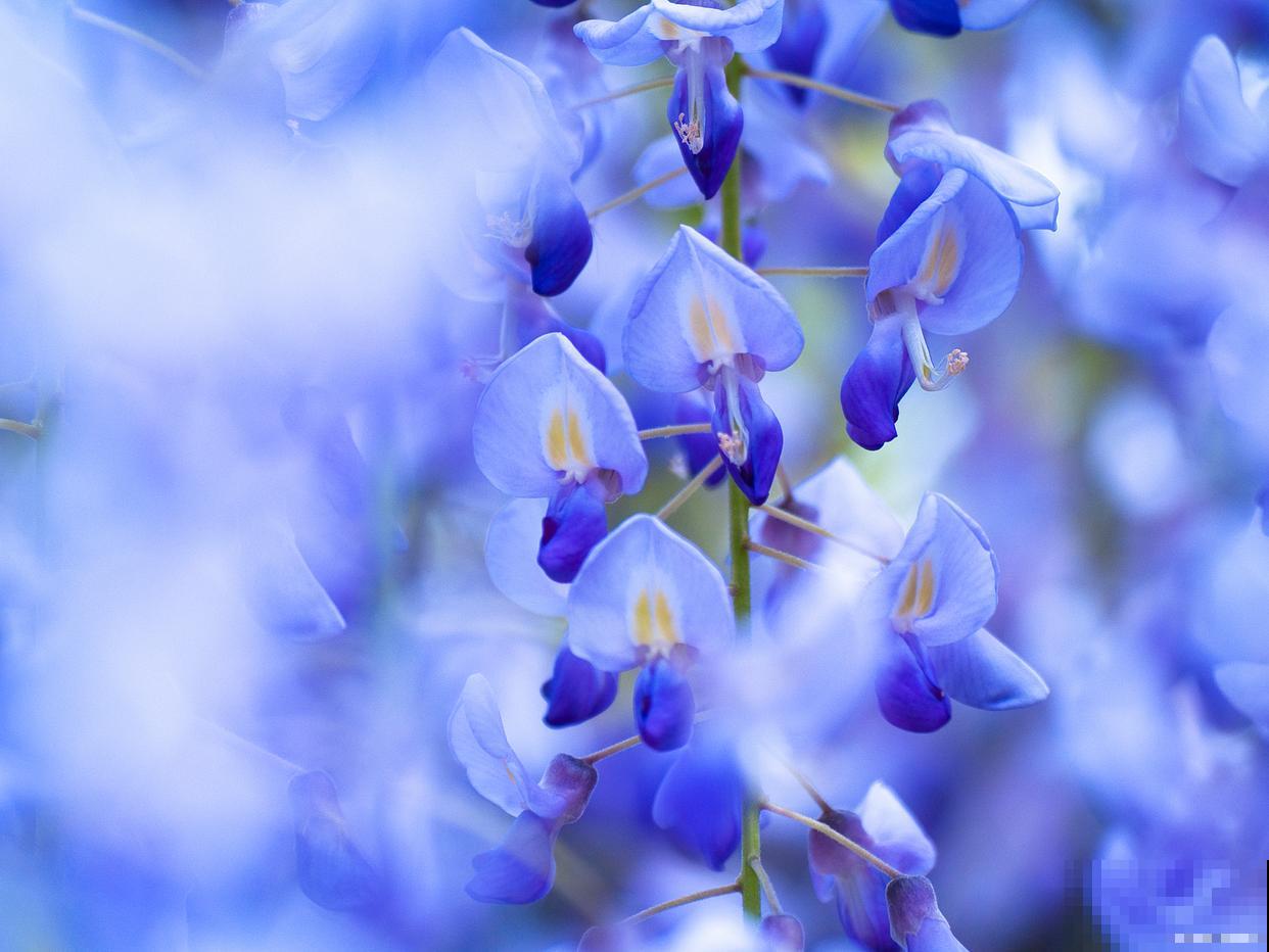 紫藤花有什么颜色 紫藤花有什么颜色