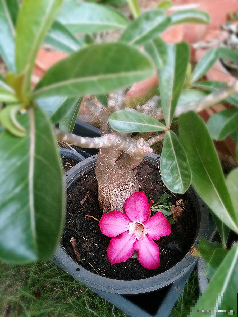 嫁接花怎么养的？