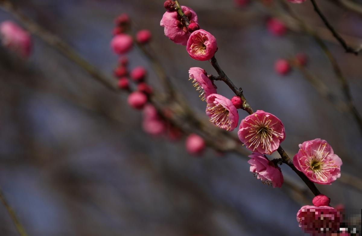 红梅为什么不开花