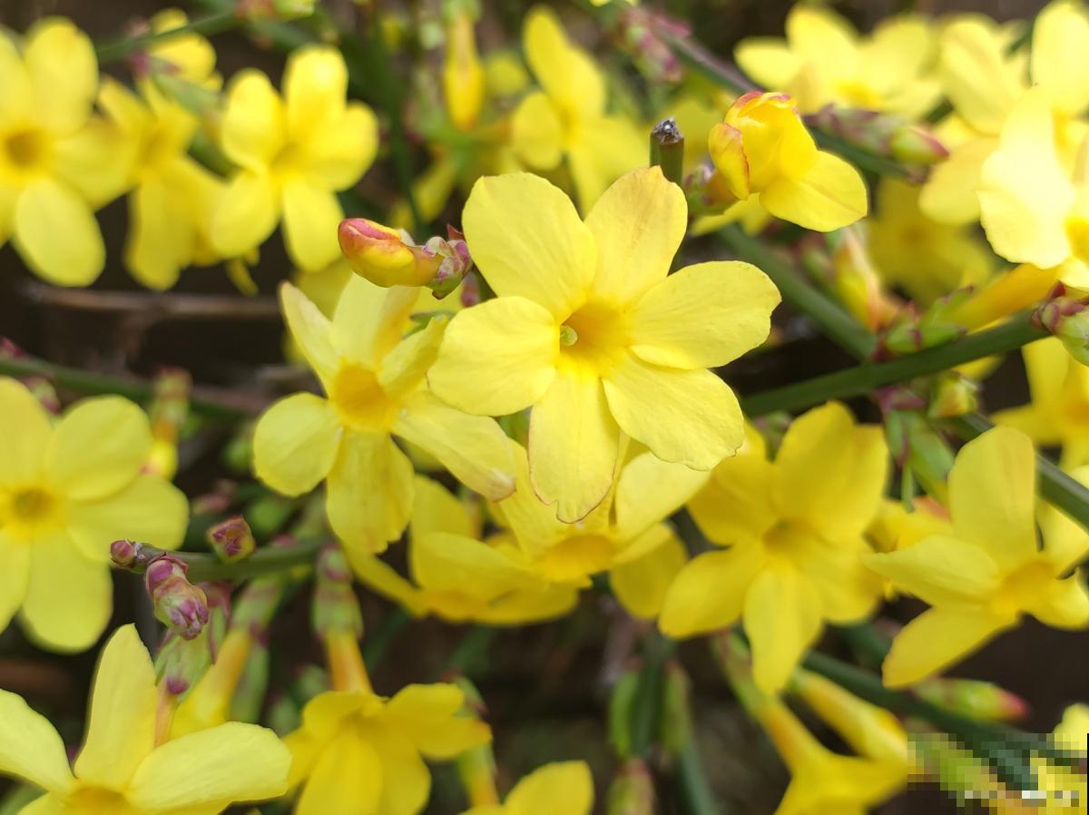 迎春花如何繁殖？