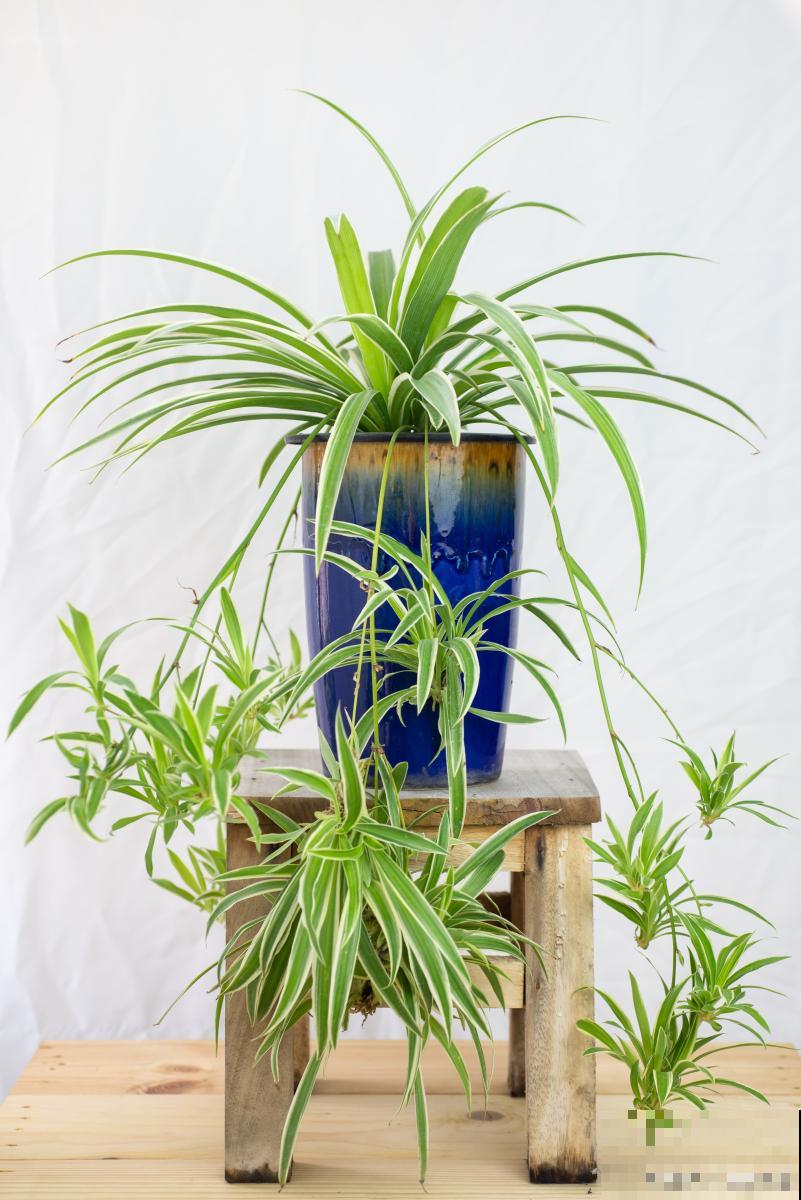 大花盆栽什么花好看