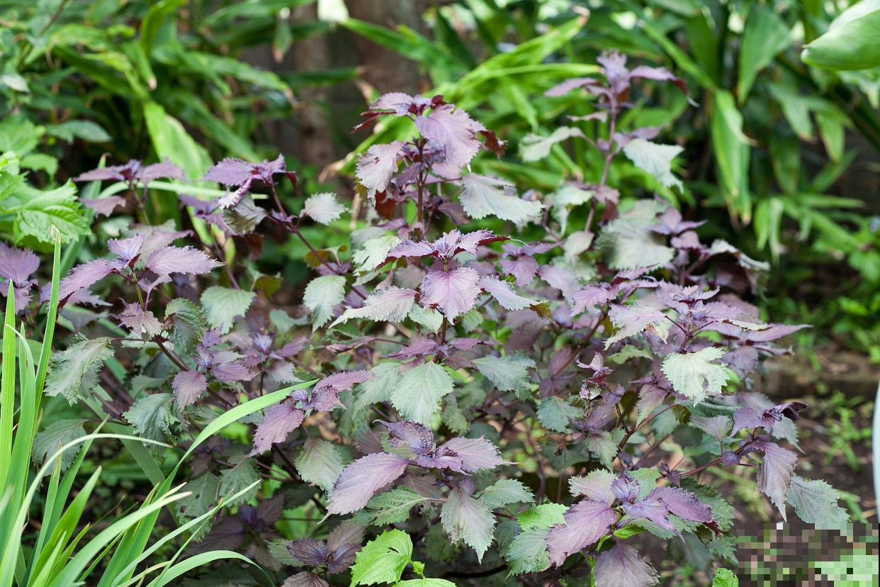 紫苏什么时候种植