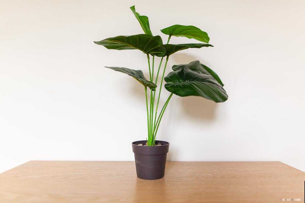 滴水观音开什么花