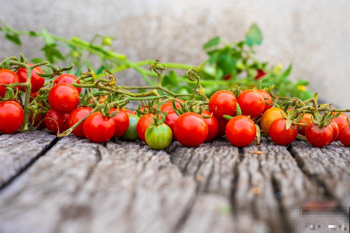 鸡蛋壳适合哪些植物
