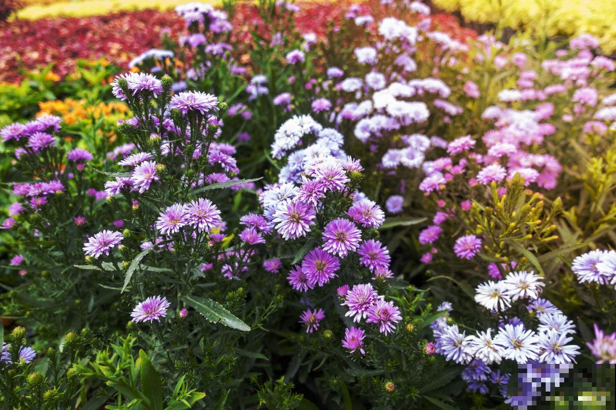 翠菊的播种时间和种植方法 翠菊的播种时间和种植方法