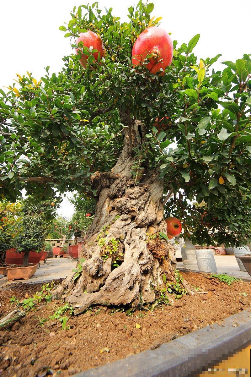 石榴树盆景怎么养