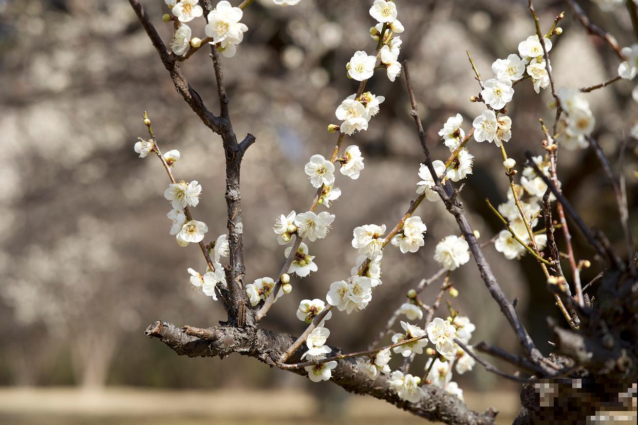 白梅什么时候开花
