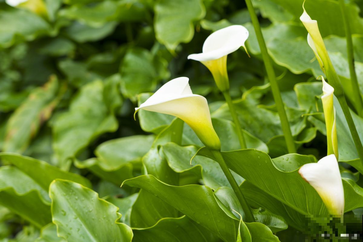 马蹄莲能养多久？