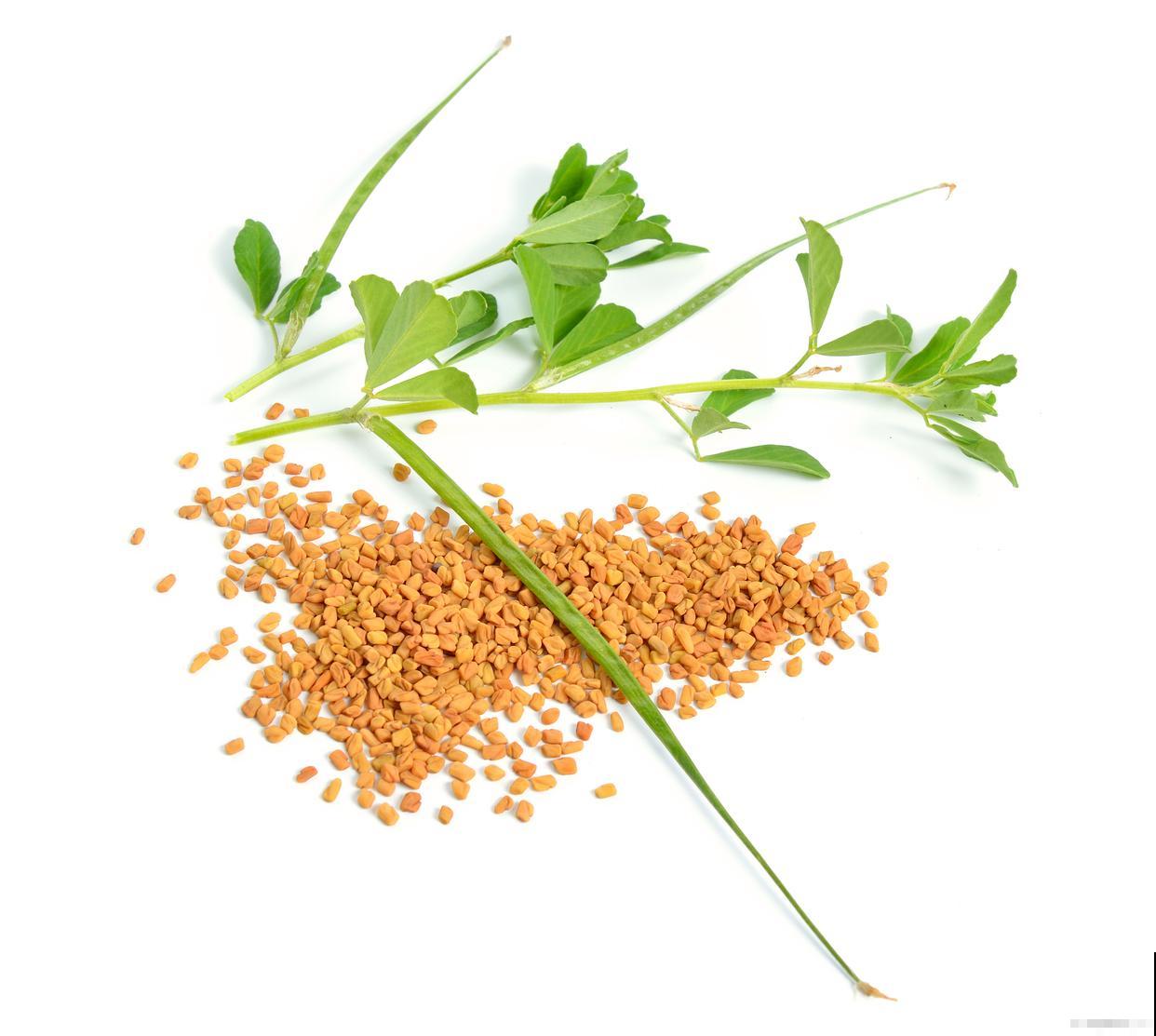 哪些种子需要催芽 哪些种子需要催芽