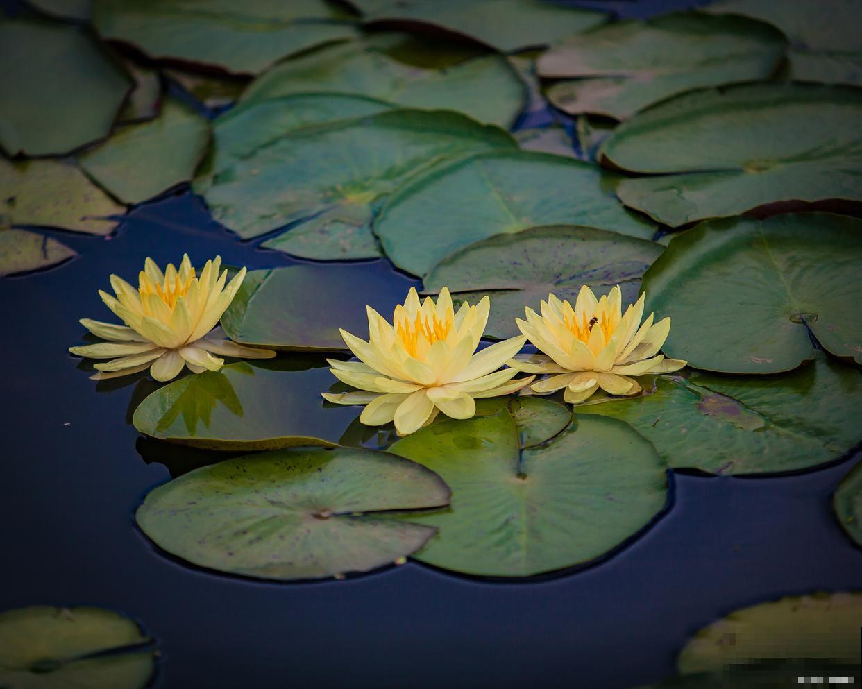 睡莲怎么修剪的？