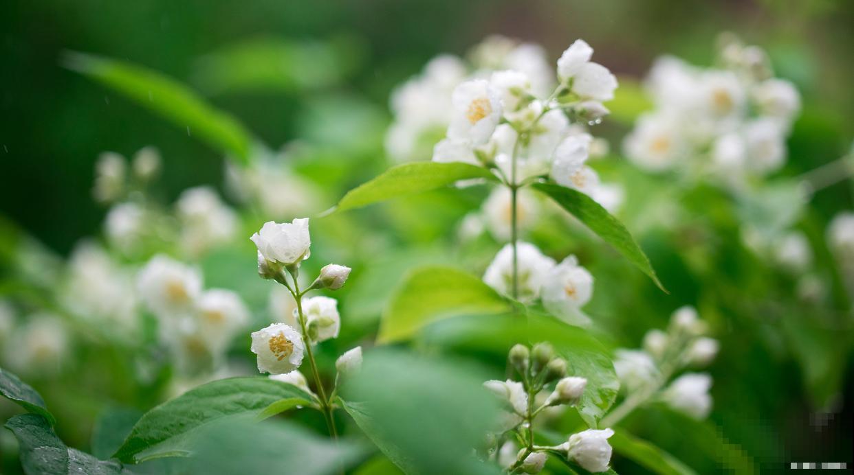 茉莉春天掉叶子是为什么 茉莉春天掉叶子是为什么