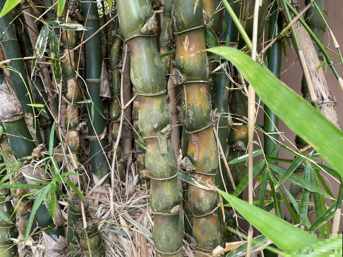 佛肚竹用什么土？