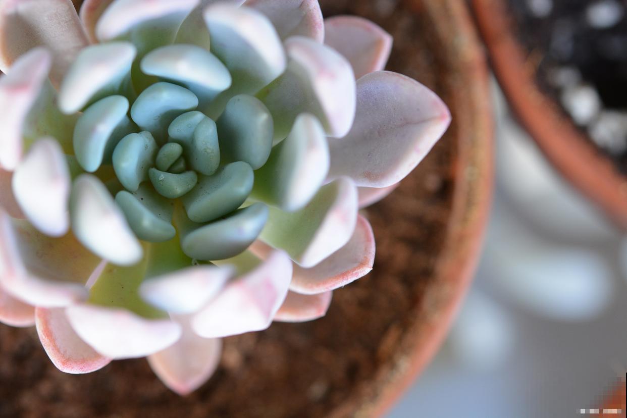 奥普琳娜多肉怎么养 奥普琳娜多肉怎么养