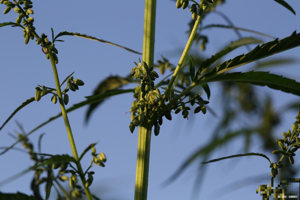 竹子什么时候开花