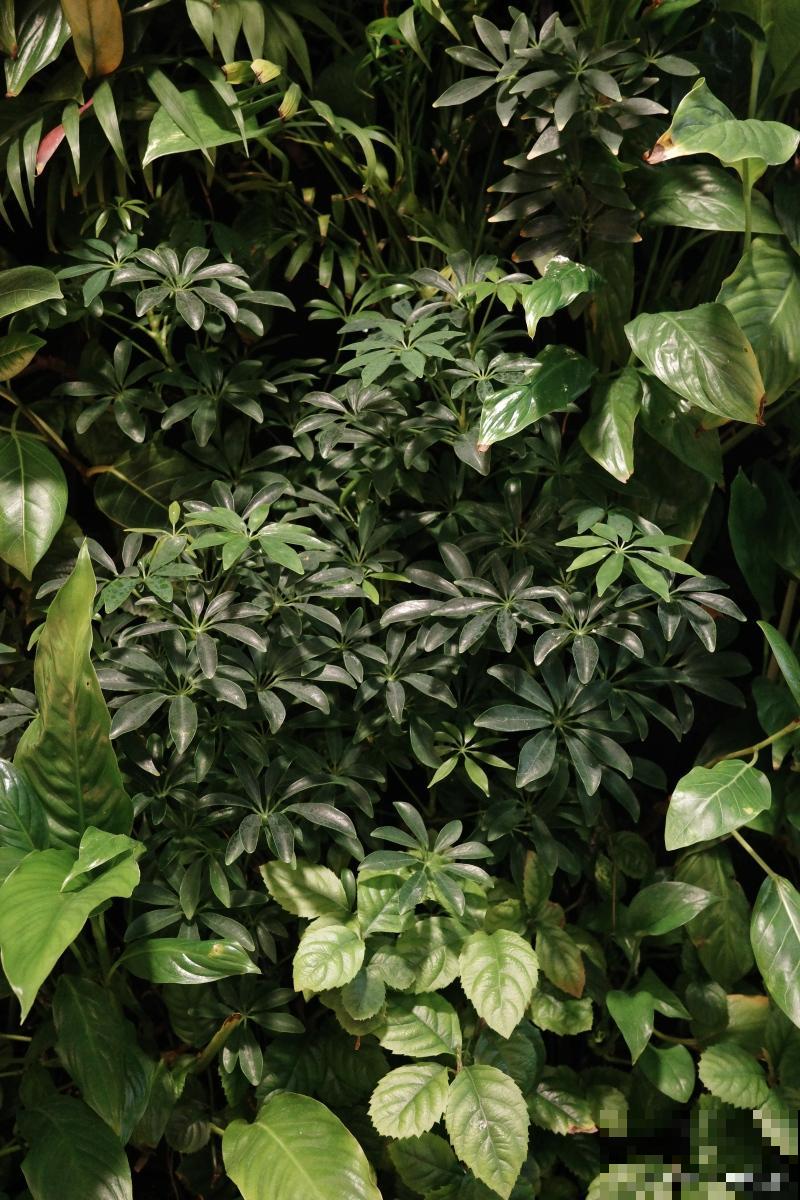 鹅掌藤的叶子发黄掉落怎么办