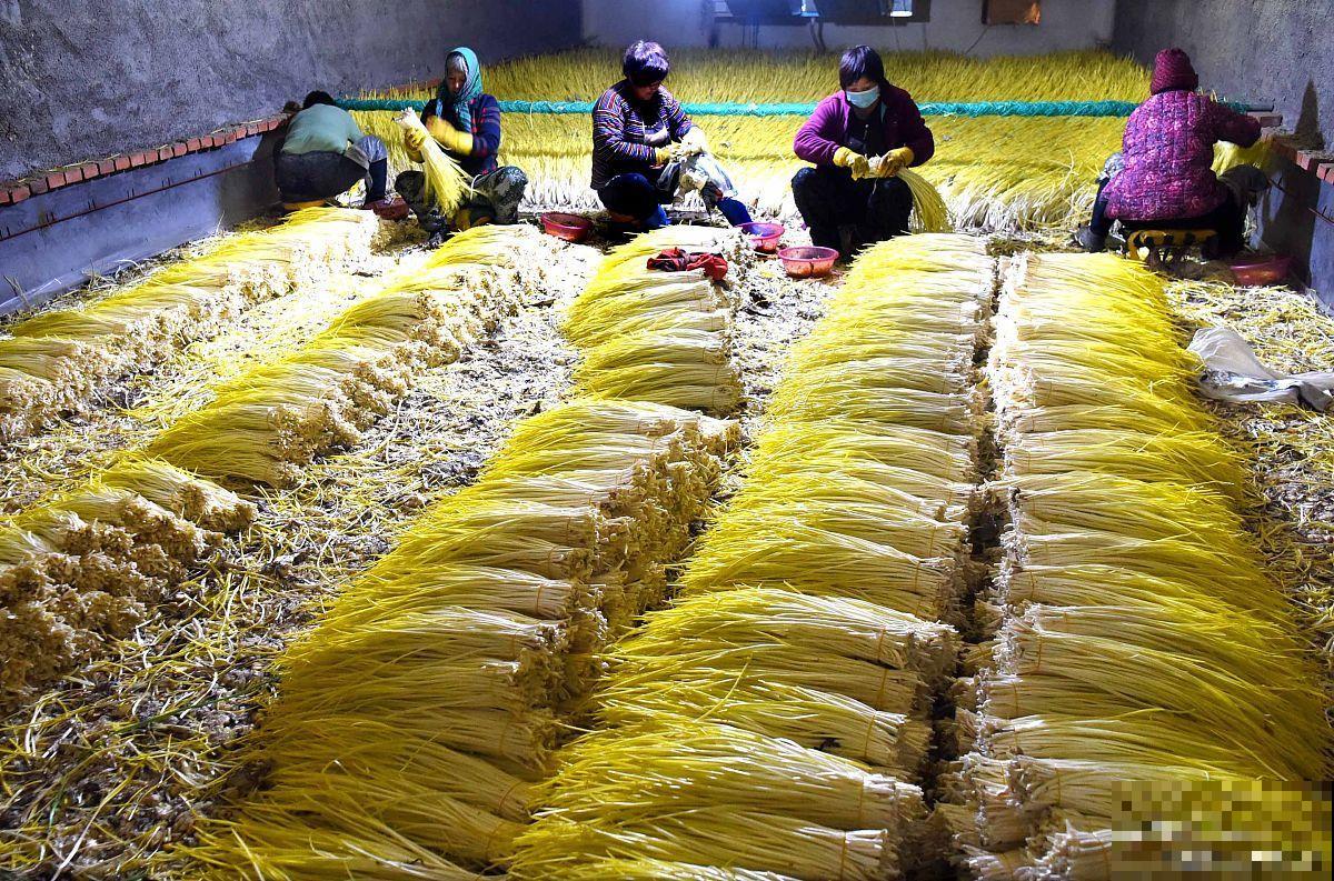 大棚蒜黄的种植方法 大棚蒜黄的种植方法