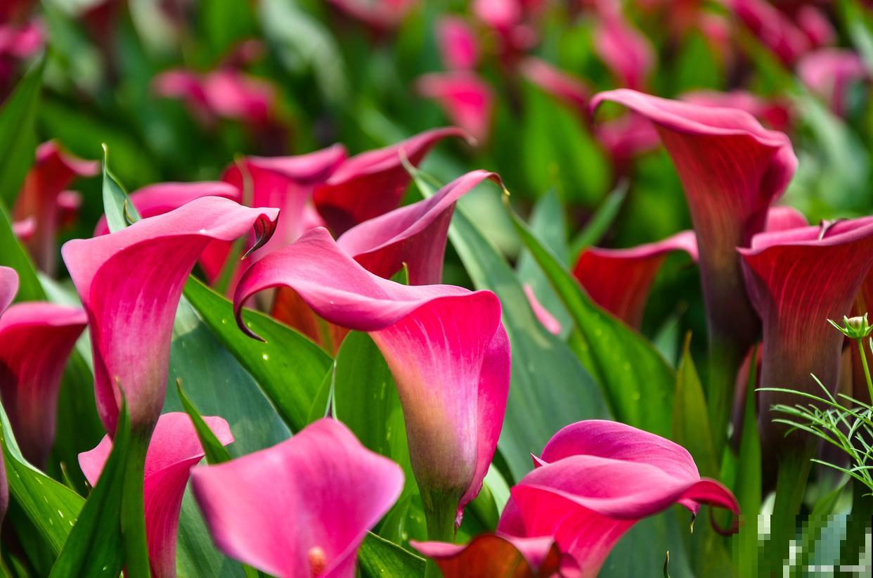 红色马蹄莲怎么养