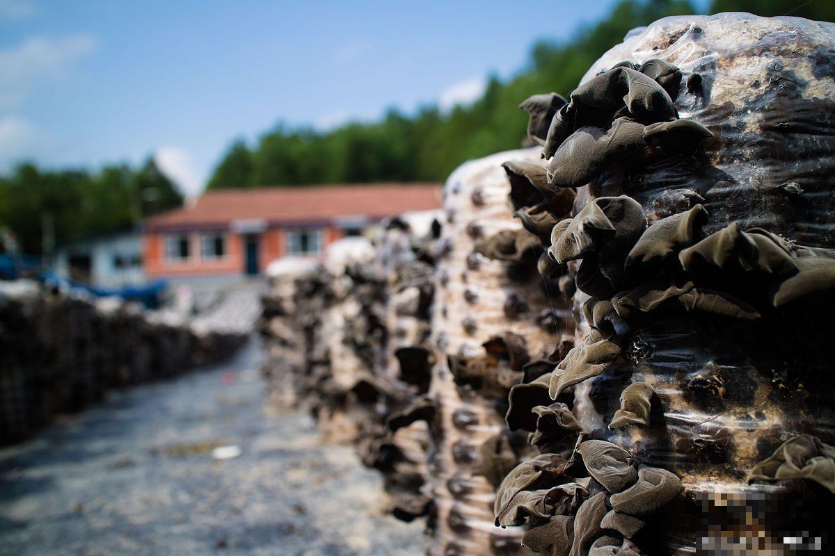 食用菌的栽培技术