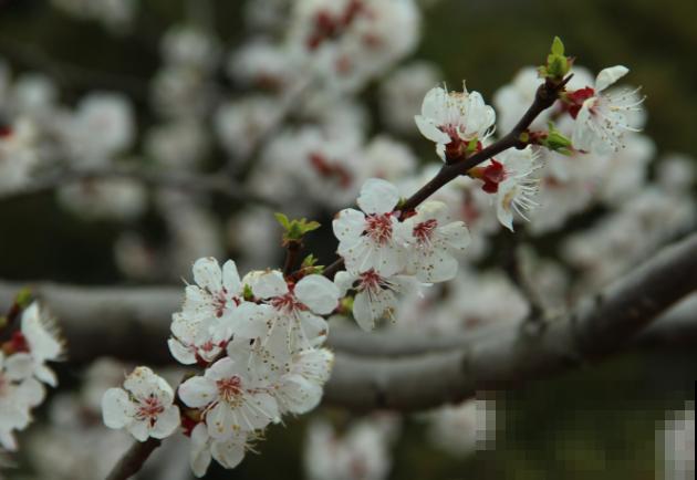 樱花盆栽养殖，注意这5点，室内也能养开花