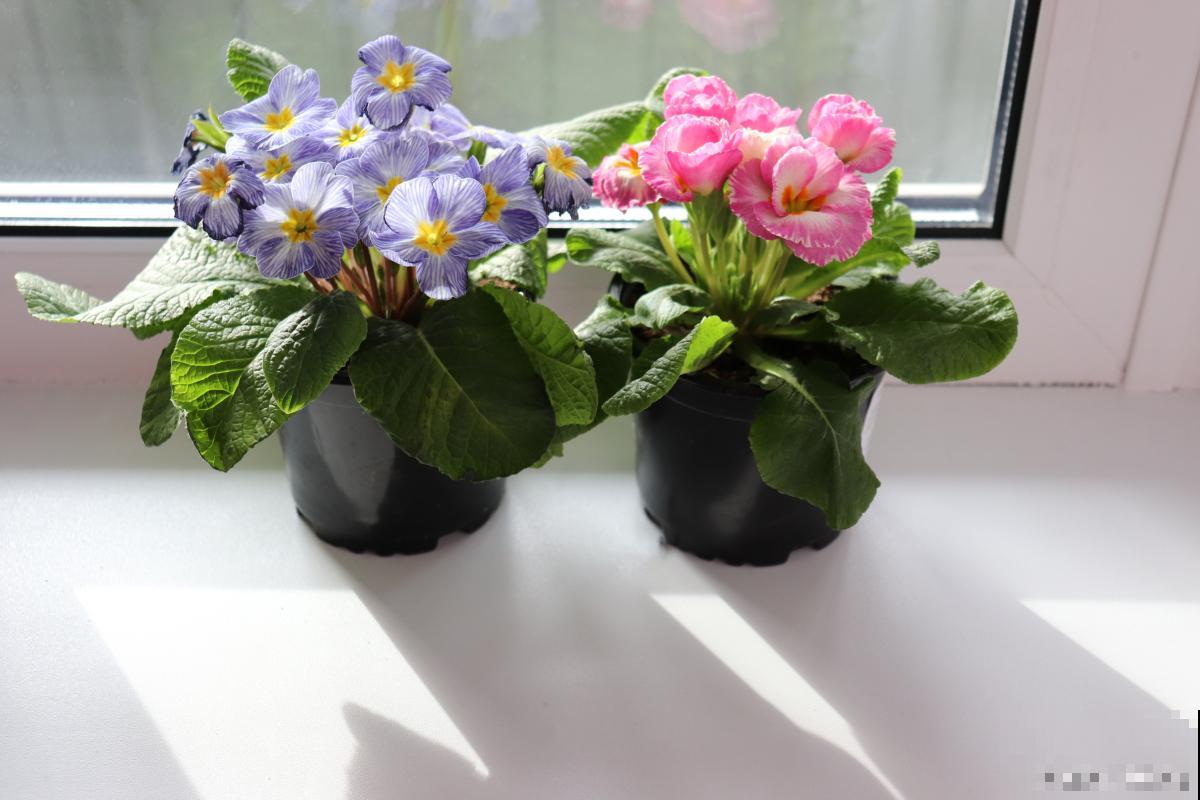 养的花叶子发黄怎么办 养的花叶子发黄怎么办