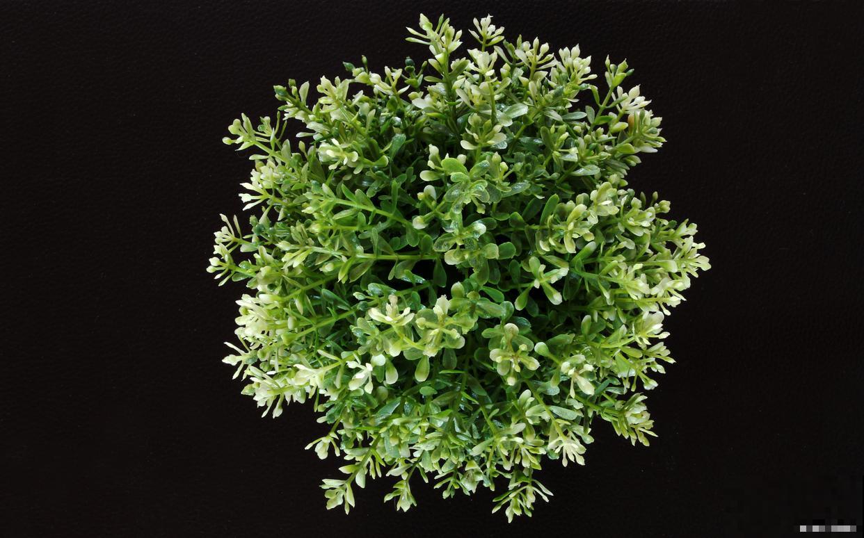 垂盆草生长在什么地方 垂盆草生长在什么地方