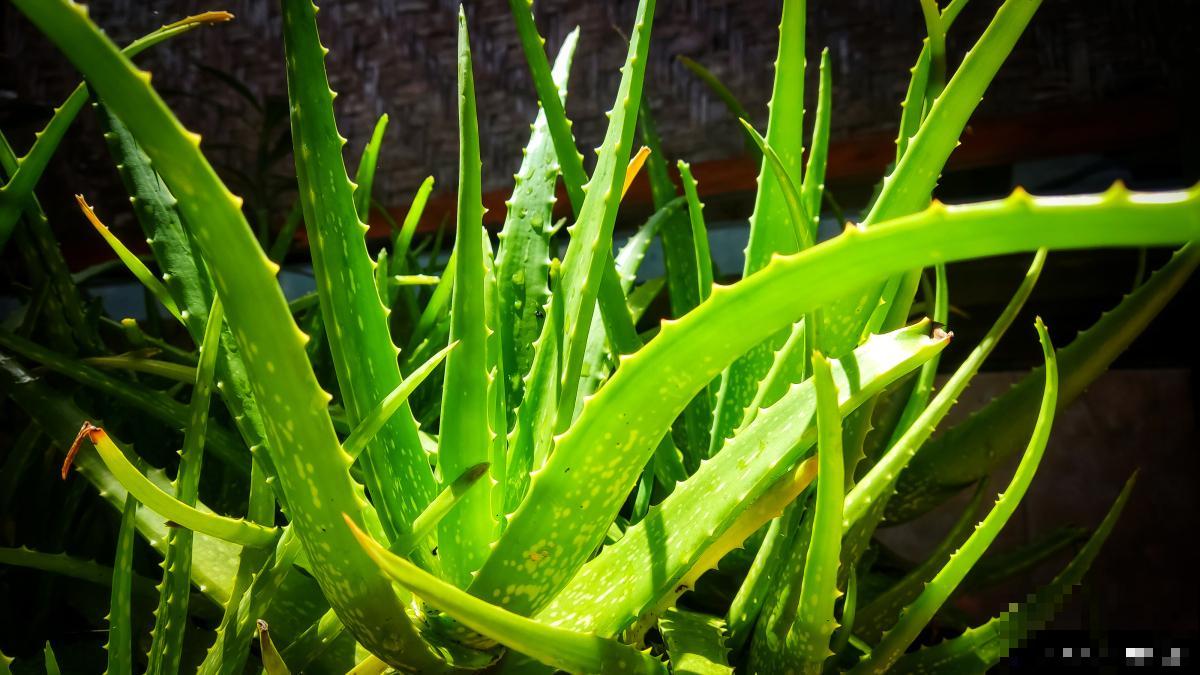 如何养殖芦荟的？